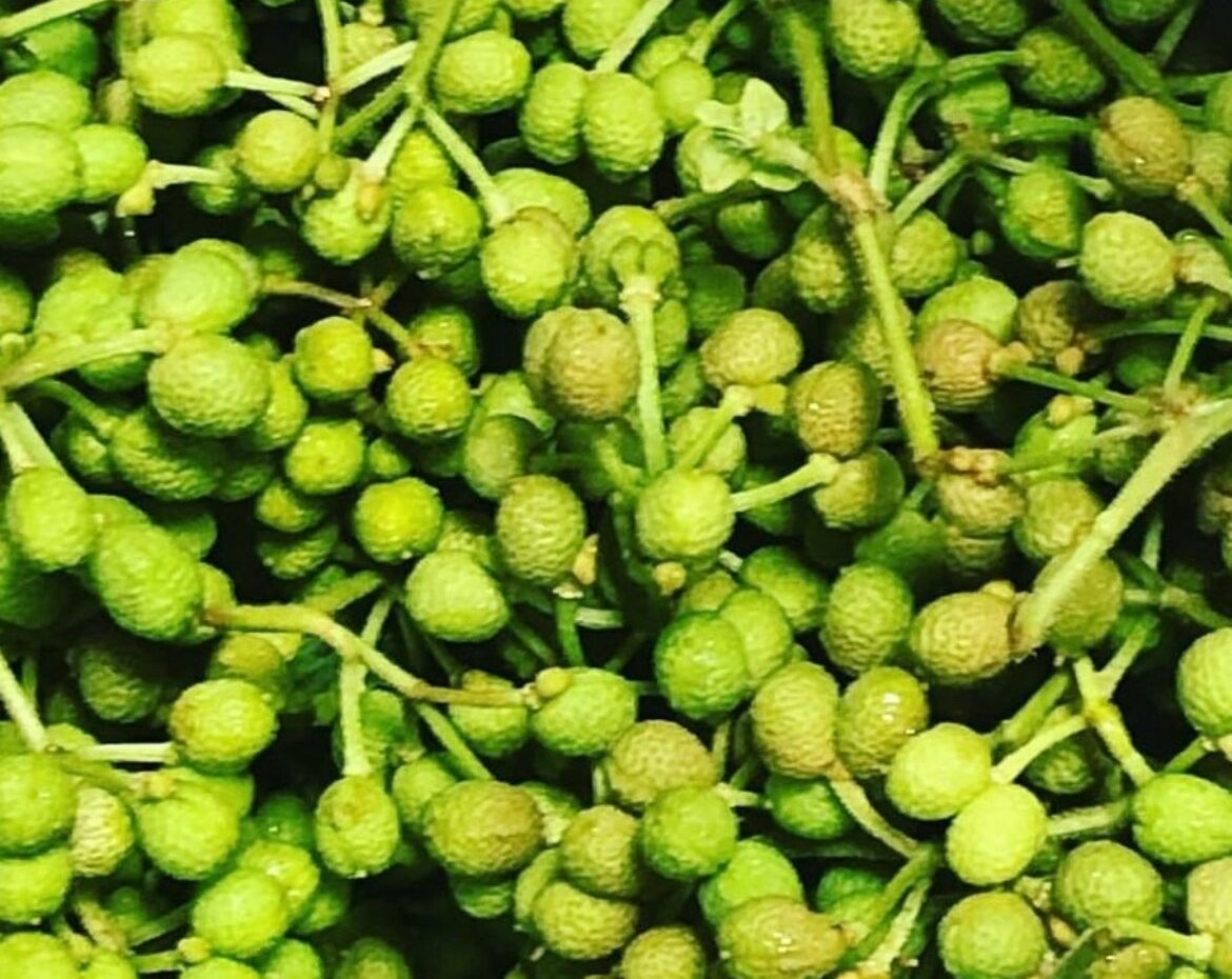 葡萄山椒